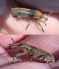Lixus sp.